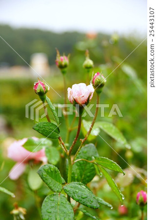 玫瑰（La France）國家越後山公園 25443107