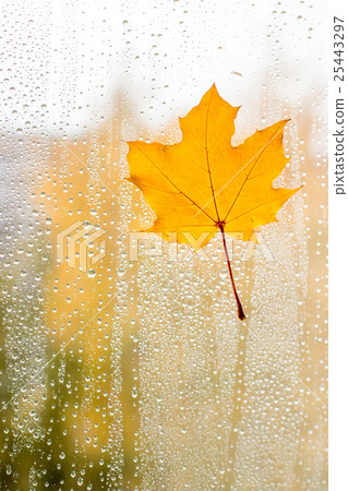 Autumn maple leaf on glass with water drops. 25443297