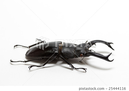 Stag Beetle (Hexarthrius nigritus) Stag Beetle (Hexarthrius nigritus) 25444116