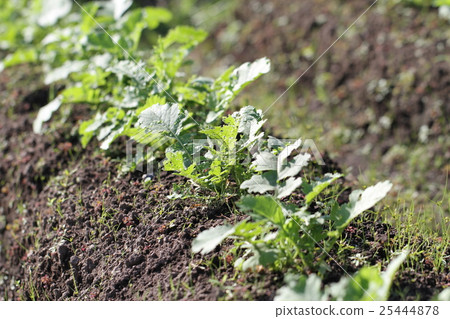 Radish sprout Radish sprout 25444878