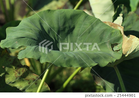 芋頭葉 芋頭葉 25444901