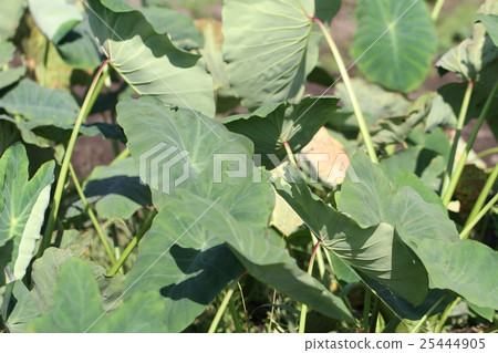 芋頭葉 芋頭葉 25444905