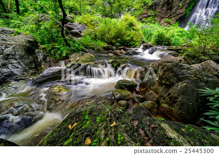 Stream in tropical jungle Stream in tropical jungle 25445300