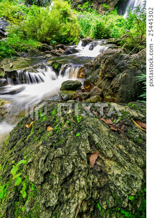 Stream in tropical jungle Stream in tropical jungle 25445302