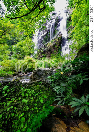 Stream in tropical jungle Stream in tropical jungle 25445304