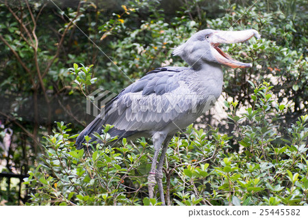 鯨頭鸛 25445582
