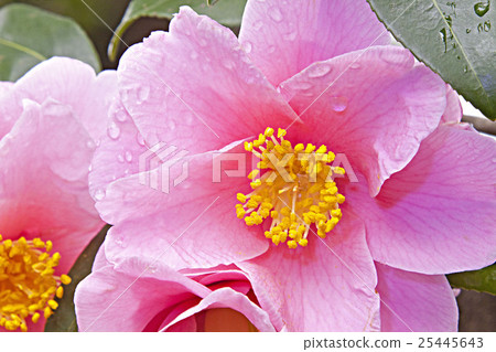 Higosakusaka-A 25445643