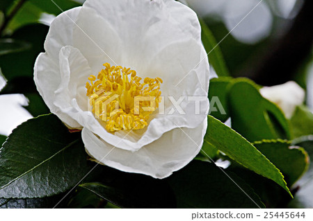 Higosazanka-B 25445644