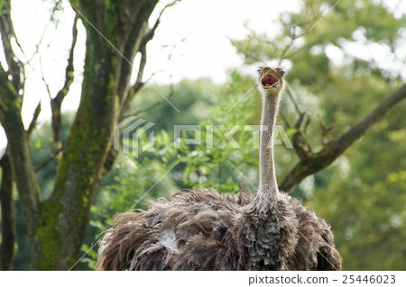 Ostrich Ostrich 25446023
