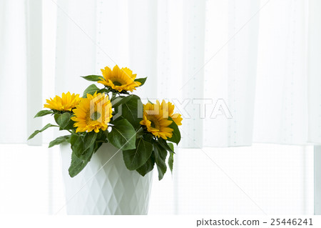 Sunflower flowers 25446241