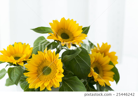 Sunflower flowers 25446242