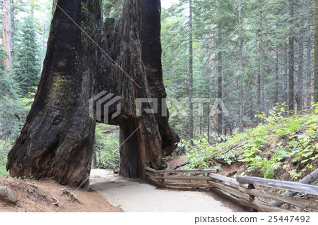 Sequoia tunnel 25447492