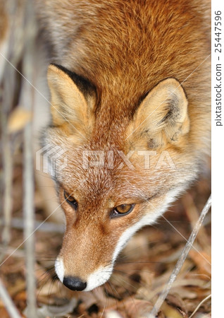 Wild Fox 25447596