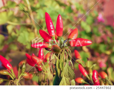 Chili Pepper Chili Pepper 25447802