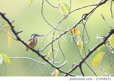 一隻翠鳥，堅持櫻花 25448072