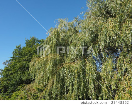 Weeping Willow tree Weeping Willow tree 25448362