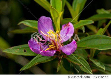 Wild Purple flower with 5 petals in the forest Wild Purple flower with 5 petals in the forest 25448446