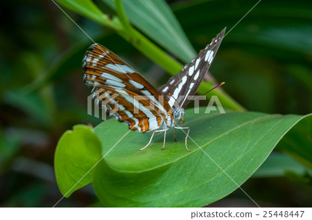 The Honshu White Admiral (Limenitis glorifica) The Honshu White Admiral (Limenitis glorifica) 25448447