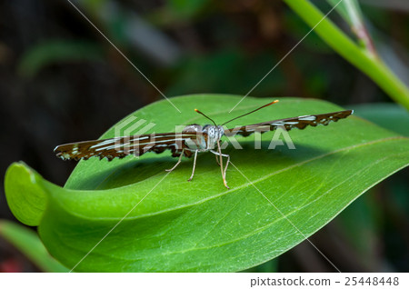 The Honshu White Admiral (Limenitis glorifica) The Honshu White Admiral (Limenitis glorifica) 25448448