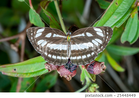 The Honshu White Admiral (Limenitis glorifica) The Honshu White Admiral (Limenitis glorifica) 25448449