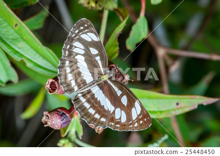 The Honshu White Admiral (Limenitis glorifica) 25448450