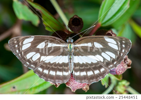 The Honshu White Admiral (Limenitis glorifica) The Honshu White Admiral (Limenitis glorifica) 25448451