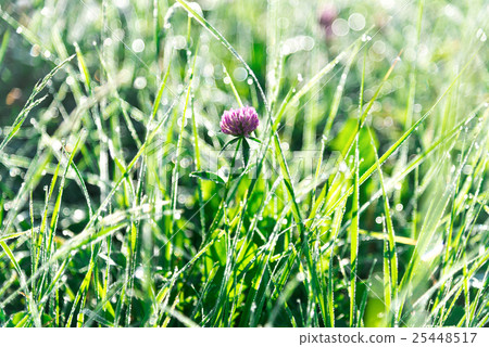 Green grass with sunset Green grass with sunset 25448517