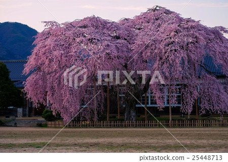 櫻花和舊學校建築（18） 25448713