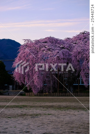 Cherry blossoms and old school building (19) Cherry blossoms and old school building (19) 25448714