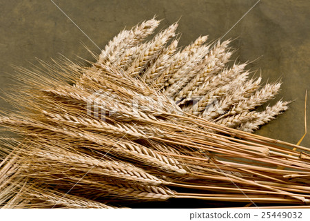 wheat and barley wheat and barley 25449032