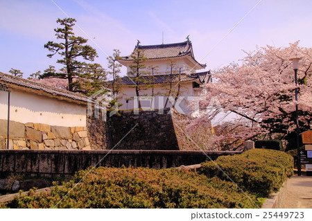 Cherry blossoms in Nagoya castle (Nagoya city) Cherry blossoms in Nagoya castle (Nagoya city) 25449723