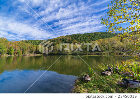 Autumn leaves Shiga Kogen Kidoike Autumn leaves Shiga Kogen Kidoike 25450019