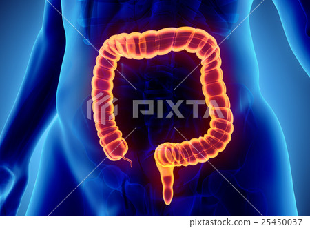 3D illustration of Large Intestine. 3D illustration of Large Intestine. 25450037