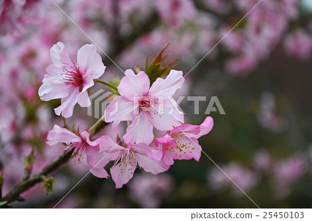 河津櫻 25450103