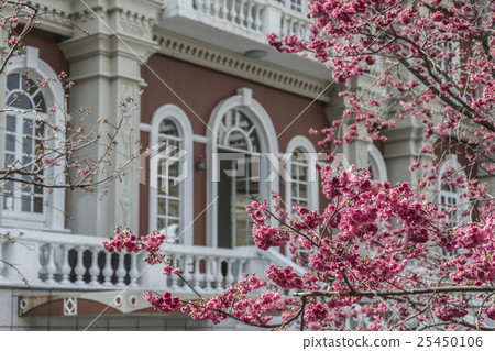 Mountain cherry blossom Mountain cherry blossom 25450106