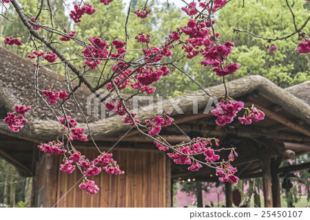 Mountain cherry blossom 25450107