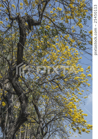 黃花風鈴木 黃花風鈴木 25450113