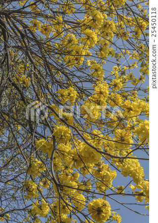 Yellow flower suzuki 25450118