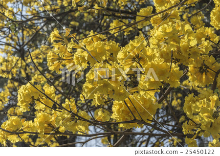 黃花風鈴木 黃花風鈴木 25450122