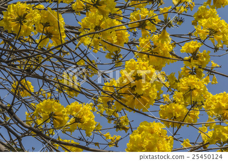Yellow flower suzuki Yellow flower suzuki 25450124