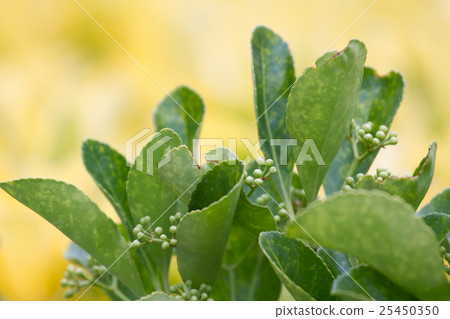 Evergreen garden plant Euonymus japonica leaves on 25450350