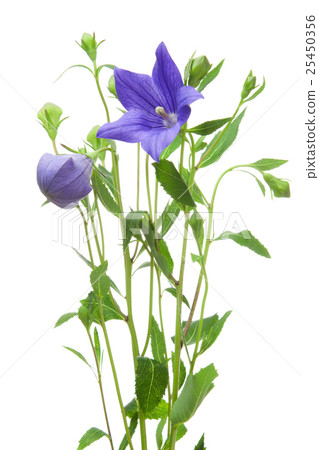 Bellflower Bellflower 25450356