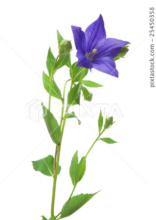 Bellflower 25450358