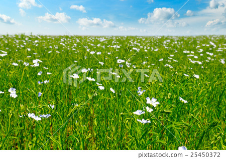 field with flowering flax and blue sky field with flowering flax and blue sky 25450372