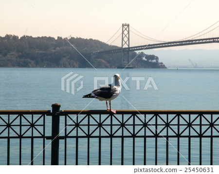Seagull and Oakland Bay Bridge in background 25450631