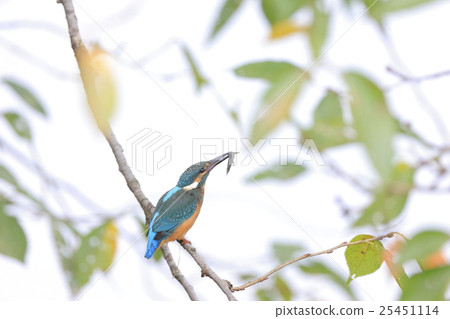 吃小魚的翠鳥 吃小魚的翠鳥 25451114