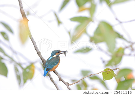 吃小魚的翠鳥 25451116