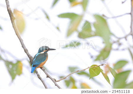 吃小魚的翠鳥 25451118