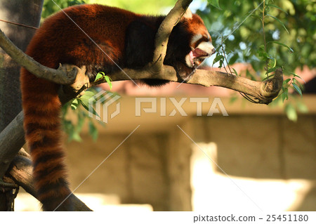 Lesser panda 25451180