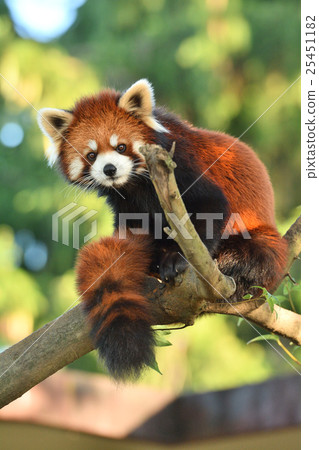 Lesser panda 25451182